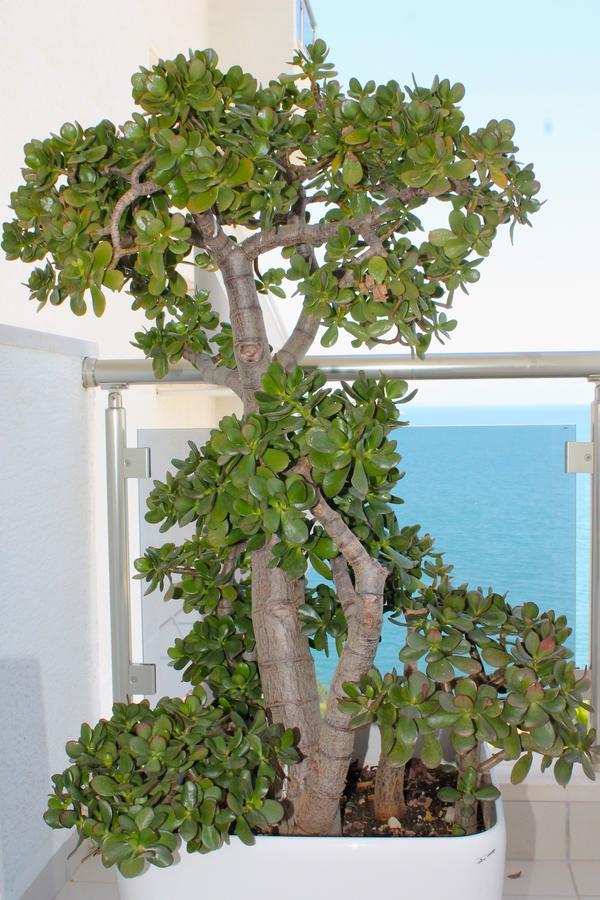 Limani Deluxe Apartments Sarande Luaran gambar